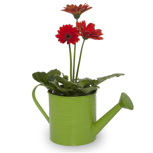 Round Watering Can 4in
