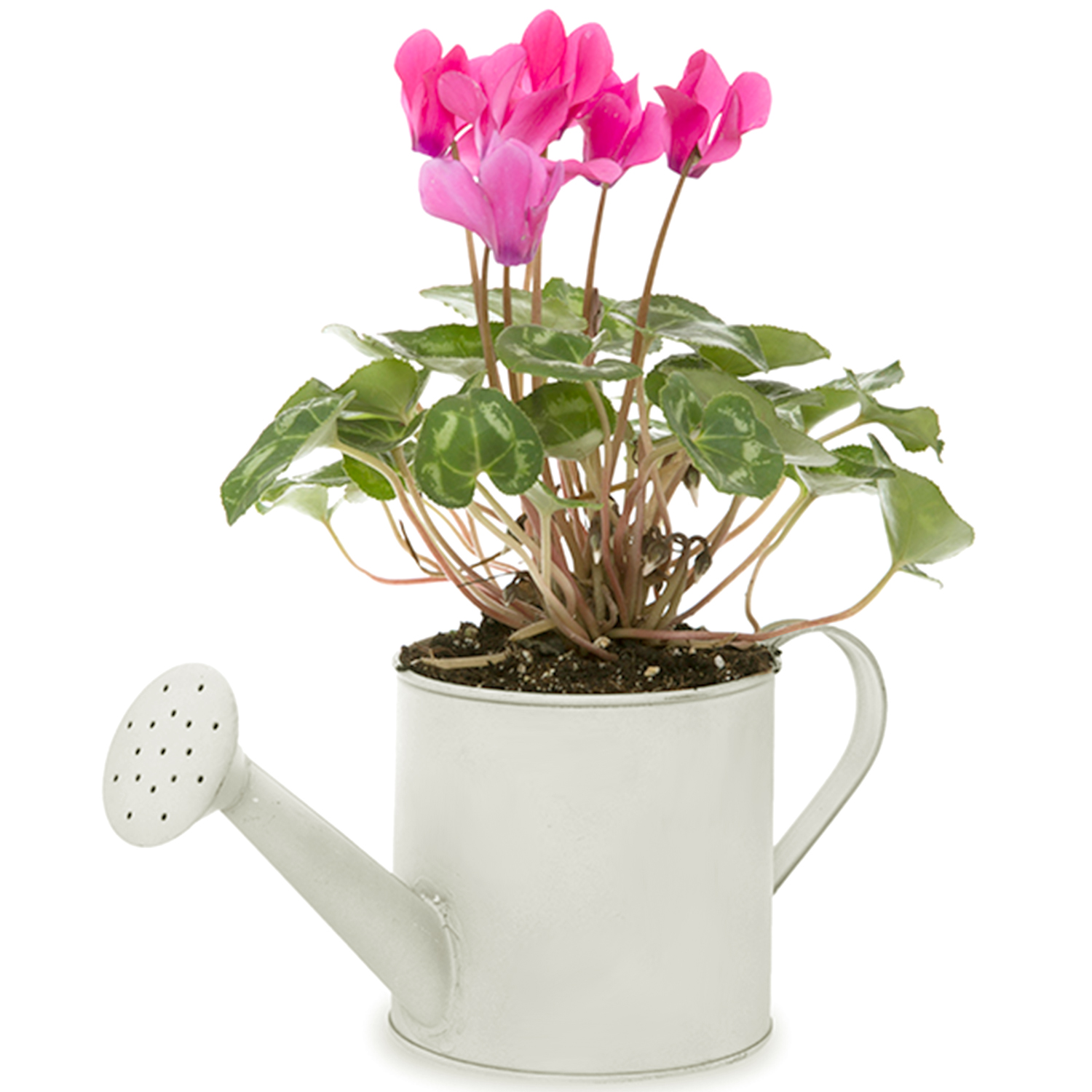 Small Round Watering Can - 4in